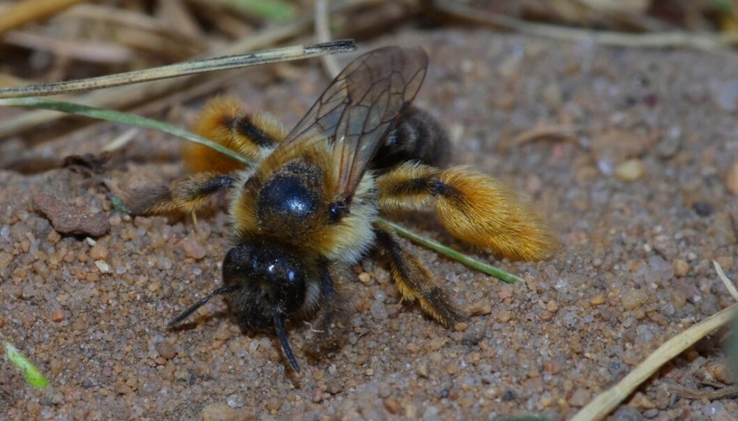 Buksebia (Dasypoda hirtipes) tilhører den eldste av de syv biefamiliene. Hunnen på bildet graver ut reiret sitt i sandholdig jord. (Foto: Markus Sydenham) Buksebia (Dasypoda hirtipes) tilhører den eldste av de syv biefamiliene. Hunnen på bildet graver ut reiret sitt i sandholdig jord. (Foto: Markus Sydenham)