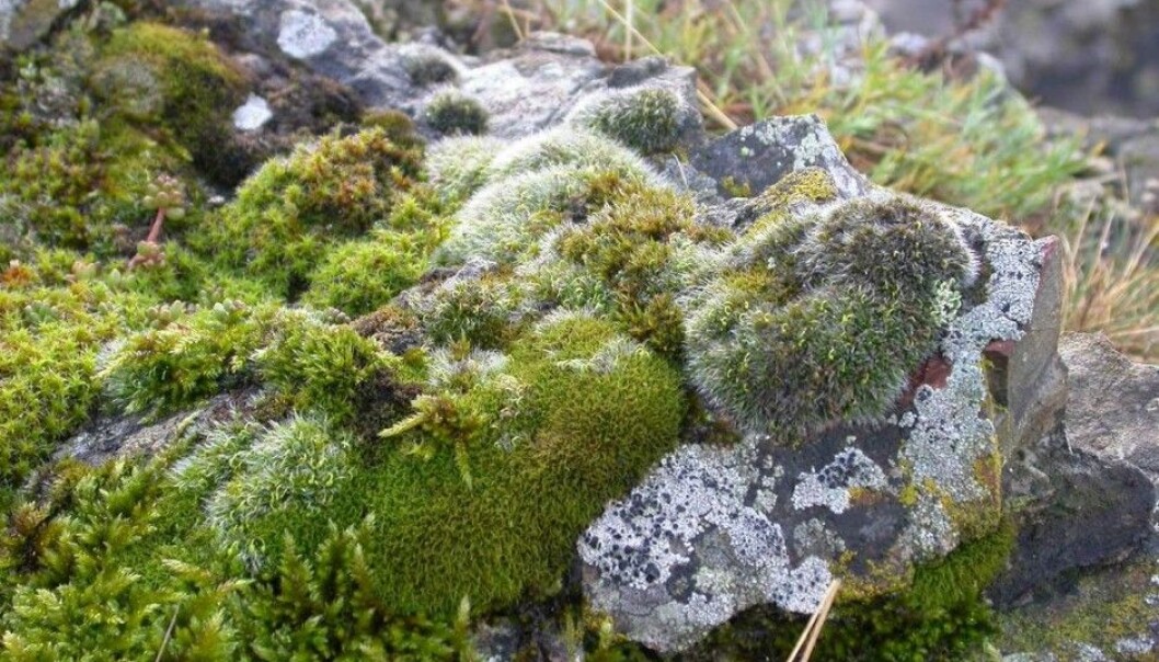 Kalkvrimose (<em>Tortella bambergerii</em>). (Foto: Kristian Hassel/NTNU Vitenskapsmuseet) Kalkvrimose (<em>Tortella bambergerii</em>). (Foto: Kristian Hassel/NTNU Vitenskapsmuseet)
