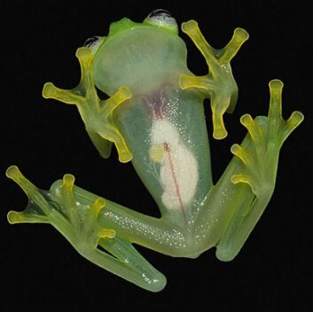 Kermit-frosken er nesten gjennomsiktig. Kanskje ikke så rart at den kalles en glassfrosk. (Foto: Brian Kubicki) Kermit-frosken er nesten gjennomsiktig. Kanskje ikke så rart at den kalles en glassfrosk. (Foto: Brian Kubicki)