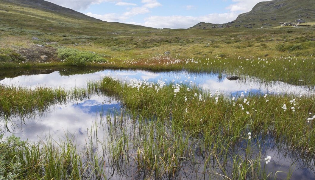 Torvmoser og myr dekker nesten 10 prosent av alt land i Norge, like mye av Russland og 13 prosent av alt land i Canada. (Foto: Thinkstock) Torvmoser og myr dekker nesten 10 prosent av alt land i Norge, like mye av Russland og 13 prosent av alt land i Canada. (Foto: Thinkstock)