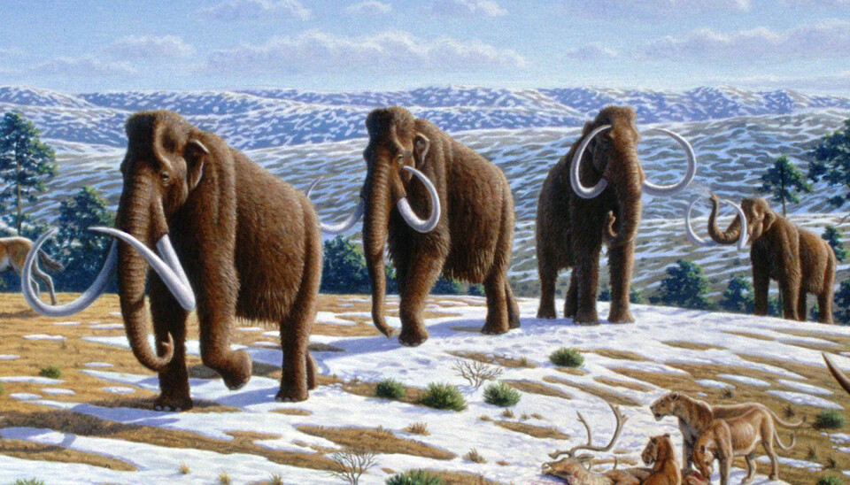 Det finnes mange teorier om hvorfor mammuten forsvant fra jordens overflate. Analyser av to mammutgenomer tyder på at årsaken var innavl.  (Illustrasjon: Wikimedia Commons)