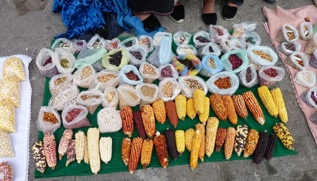 Norske bønder kan lære klimatilpasning av bønder i Ecuador