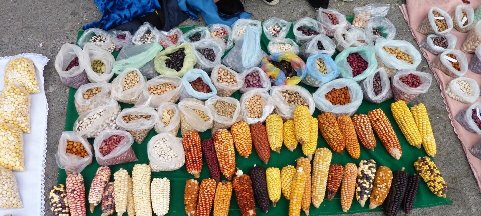 Kichwa-folket dyrker ulike typer mais for å finne fram til sorter som vokser best i det nye klimaet. (Foto: Kristine Skarbø)