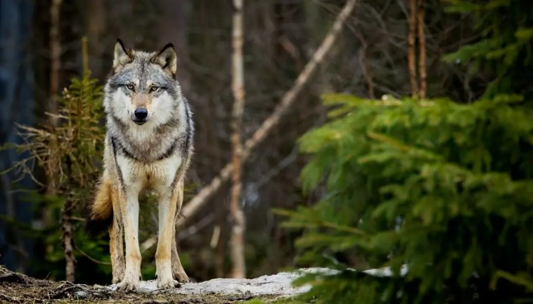 Ulven både elsker og frykter skogsbilveiene