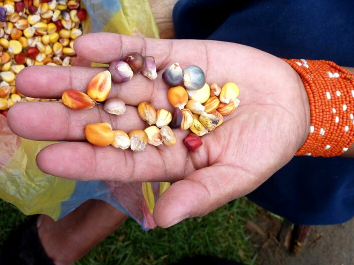 Frø av ulike lokalsorter av mais. Her ser vi blant annet «aske-mais», «kolibriegg-mais», og «moder jord-mais». (Foto: Kristine Skarbø)
