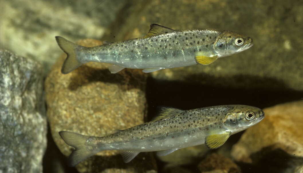 Laksesmolt fra Rogaland. Laksen begynner å gå i stim, og kan begynne å leve i havet etter at den har blitt smolt. Bildene er tatt i et strømmeakvarie. (Foto: Arne Nævra) Laksesmolt fra Rogaland. Laksen begynner å gå i stim, og kan begynne å leve i havet etter at den har blitt smolt. Bildene er tatt i et strømmeakvarie. (Foto: Arne Nævra)