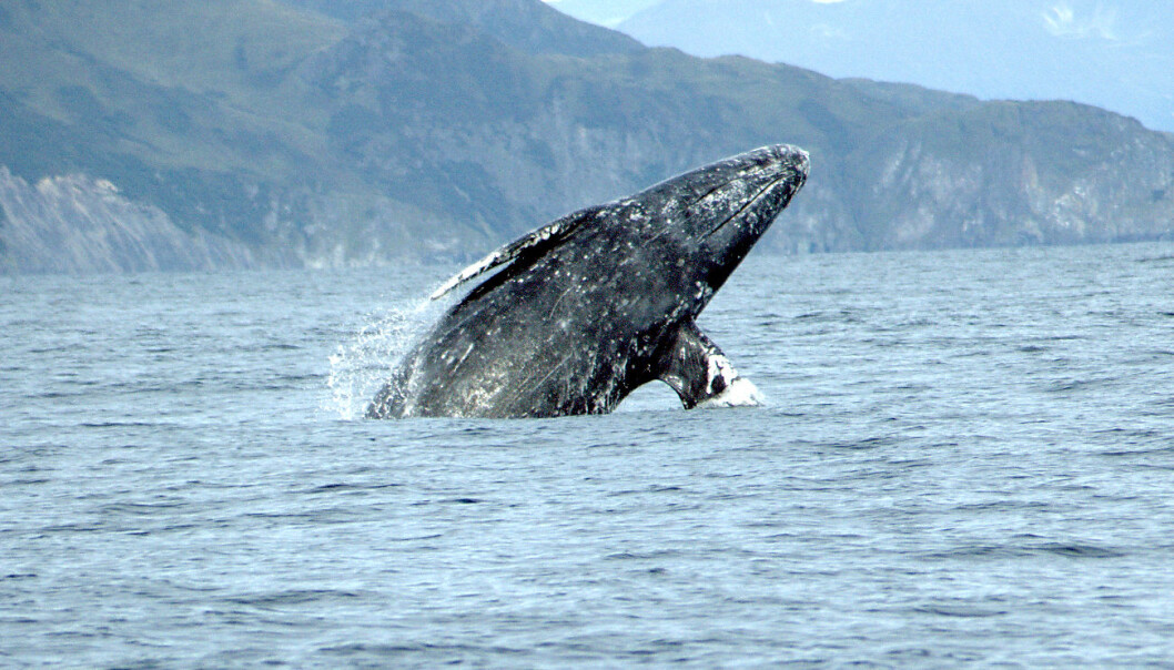 En gråhval utenfor den amerikanske kysten. En hunn har nå gjort den lengste reisen som noen gang er målt for et pattedyr. (Foto: Merrill Gosho, NOAA) En gråhval utenfor den amerikanske kysten. En hunn har nå gjort den lengste reisen som noen gang er målt for et pattedyr. (Foto: Merrill Gosho, NOAA)