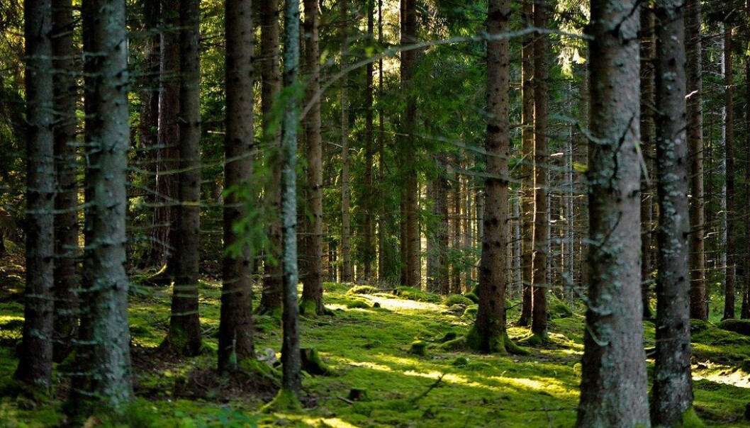 Enzymene hjelper til å bryte ned de kjemiske forbindelsene i trevirke til enkle sukkerarter og proteiner som vi kan bruke til blant annet fiskefôr. (Illustrasjonsfoto: Nina Galsch, Creative Commons) Enzymene hjelper til å bryte ned de kjemiske forbindelsene i trevirke til enkle sukkerarter og proteiner som vi kan bruke til blant annet fiskefôr. (Illustrasjonsfoto: Nina Galsch, Creative Commons)