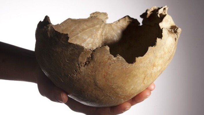 De skarpe kantene på hodeskallen ble pusset og slipt slik at menneskene kunne spise og drikke fra den. (Foto: Derek Adams, The Trustees of the Natural History Museum, London) De skarpe kantene på hodeskallen ble pusset og slipt slik at menneskene kunne spise og drikke fra den. (Foto: Derek Adams, The Trustees of the Natural History Museum, London)