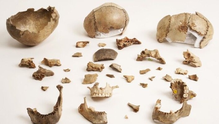 Flere som levde i steinalderen, spiste likene av fiendene sine som et ritual for å tilegne seg deres egenskaper. (Foto: Derek Adams, The Trustees of the Natural History Museum, London) Flere som levde i steinalderen, spiste likene av fiendene sine som et ritual for å tilegne seg deres egenskaper. (Foto: Derek Adams, The Trustees of the Natural History Museum, London)