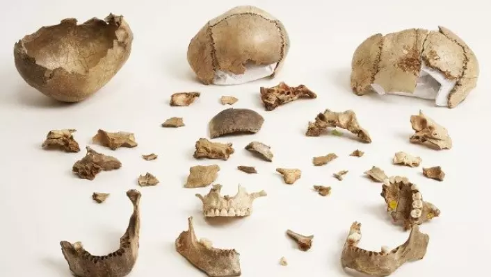 Flere som levde i steinalderen, spiste likene av fiendene sine som et ritual for å tilegne seg deres egenskaper. (Foto: Derek Adams, The Trustees of the Natural History Museum, London)