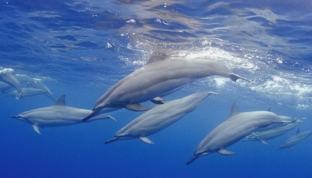 En flokk delfiner utenfor kysten av Hawaii. Delfiner er et av mange havdyr som utviklet seg fra landdyr. (Foto: Joseph Tepper) En flokk delfiner utenfor kysten av Hawaii. Delfiner er et av mange havdyr som utviklet seg fra landdyr. (Foto: Joseph Tepper)