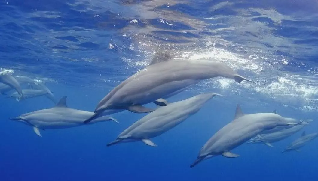 En flokk delfiner utenfor kysten av Hawaii. Delfiner er et av mange havdyr som utviklet seg fra landdyr.  (Foto: Joseph Tepper)