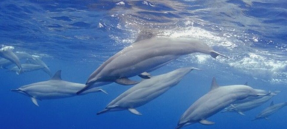 En flokk delfiner utenfor kysten av Hawaii. Delfiner er et av mange havdyr som utviklet seg fra landdyr.  (Foto: Joseph Tepper)