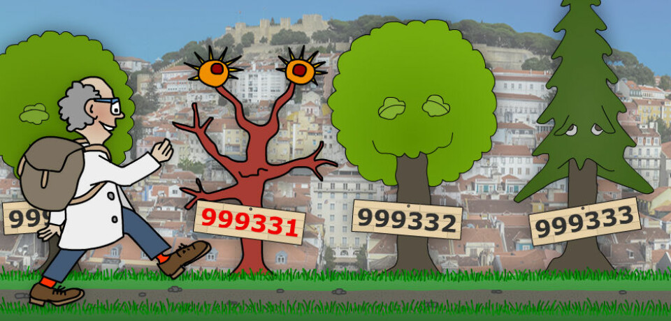 Langt om lenge kom matematikeren til et artig primtall, nede ved Lisboa i Portugal. Som man ser, er primtallene noe for seg selv, også rent botanisk sett. Dette primtallet er dessuten spesielt, selv til å være primtall. Hvis du tar det venstre sifferet og flytter lengst til høyre i tallet, er det fortsatt et primtall. Dette kan du gjøre så mange ganger du vil. Det kalles et sirkulærprimtall. Partallene er, som man ser, mer optimistisk anlagte løvtrær. (Illustrasjon: Arnfinn Christensen. Foto: Flexikon, Creative Commons)