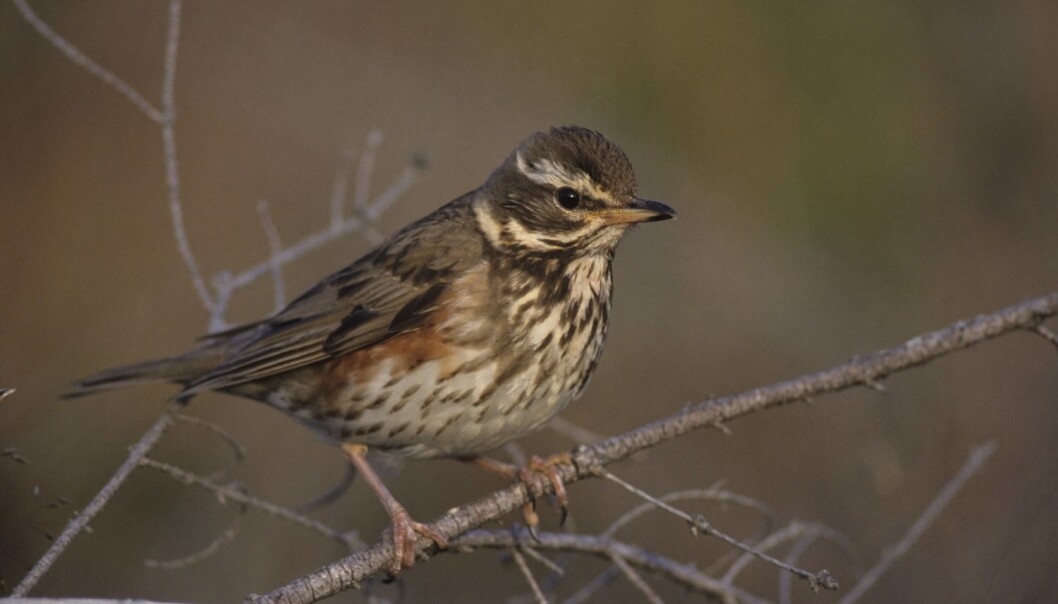 Rødvingetrosten - Turdus iliacus - er en vanlig trostefugl, og synger på dialekt. (Foto: Erlend Haarberg, NTB scanpix) Rødvingetrosten - Turdus iliacus - er en vanlig trostefugl, og synger på dialekt. (Foto: Erlend Haarberg, NTB scanpix)
