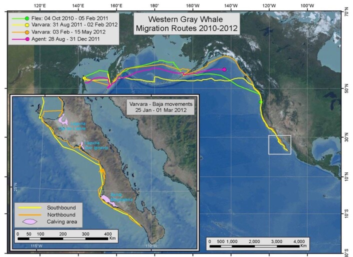 Kartet viser rekordreisen til gråhvalen Varvara. (Foto: (Illustrasjon: Mate mfl, Critically endangered western gray whales migrate to the eastern North Pacific)) Kartet viser rekordreisen til gråhvalen Varvara. (Foto: (Illustrasjon: Mate mfl, Critically endangered western gray whales migrate to the eastern North Pacific))
