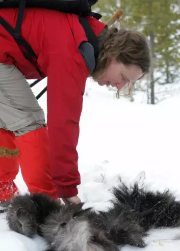 Barbara Zimmermann har funnet rester av en elg som er drept av ulv. Hun undersøker kadaveret for å fastslå alder og kjønn på dyret.  (Foto: Skarphedinn Thorisson)