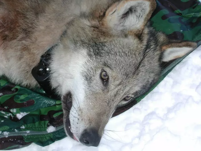 Denne ulven ble starten på Skandulv studier av ulvens matfat, som startet i 2001. Forskerne var tidlig ute med GPS-merking. (Foto: Barbara Zimmermann)