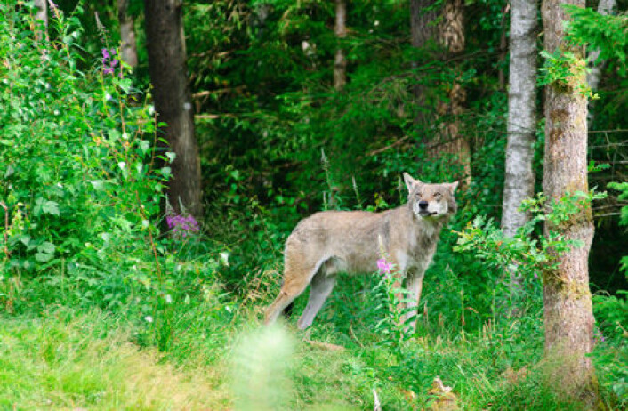 Ulvebestanden i Sverige og Norge utsettes for omfattende ulovlig jakt, sier forskere. Bildet viser ulv i svensk dyrehage. (Foto: iStockphoto) Ulvebestanden i Sverige og Norge utsettes for omfattende ulovlig jakt, sier forskere. Bildet viser ulv i svensk dyrehage. (Foto: iStockphoto)