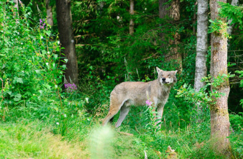 Ulvebestanden i Sverige og Norge utsettes for omfattende ulovlig jakt, sier forskere. Bildet viser ulv i svensk dyrehage. (Foto: iStockphoto)