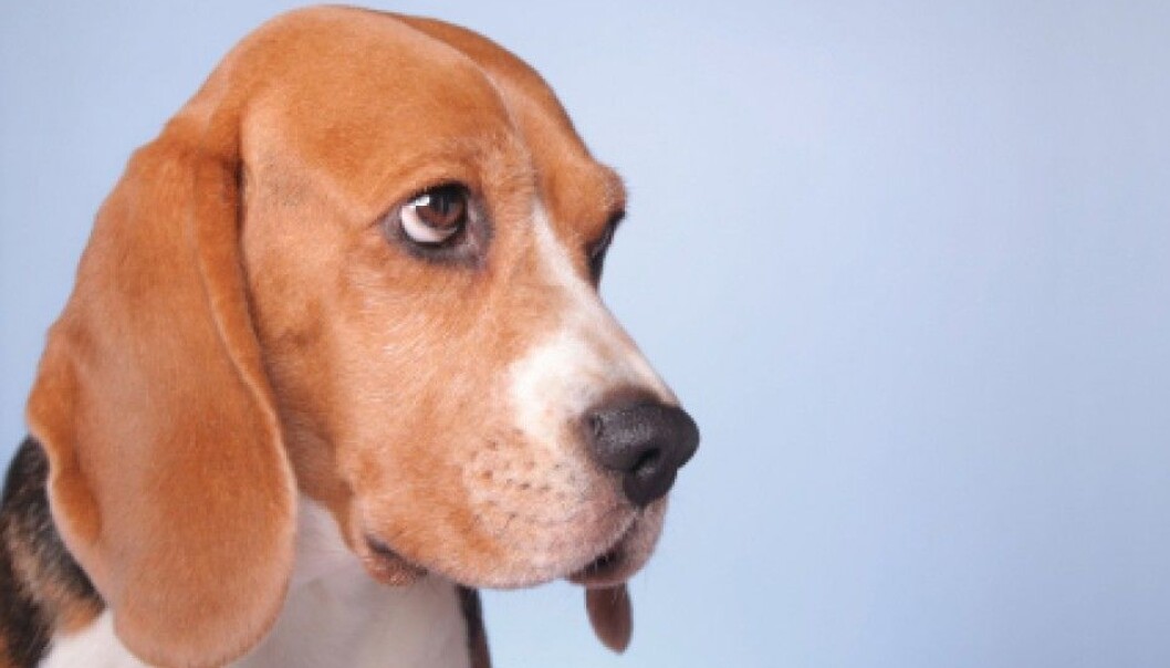 Hunden stammer fra ulven, et svært sosialt dyr som sannsynligvis viser empati overfor de i sin egen flokk. (Foto: iStockphoto) Hunden stammer fra ulven, et svært sosialt dyr som sannsynligvis viser empati overfor de i sin egen flokk. (Foto: iStockphoto)