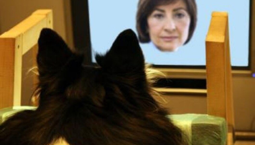 Tålmodig hund kikker på bilder av ansikter. (Foto: Sanni Somppi/University of Helsinki) Tålmodig hund kikker på bilder av ansikter. (Foto: Sanni Somppi/University of Helsinki)