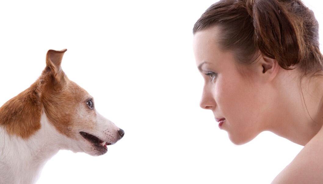 Evnen til å lese ansikter er et resultat av tamhunders tilpasning til mennesker. (Foto: Microstock) Evnen til å lese ansikter er et resultat av tamhunders tilpasning til mennesker. (Foto: Microstock)