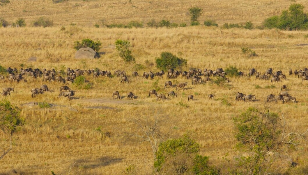 Nasjonalparken Serengeti kan forsvinne