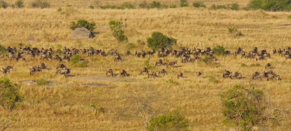 En flokk med gnuer på vandring over Serengeti. Dette ikoniske bildet fra nasjonalparken kan snart bli borte. (Foto: Microstock)