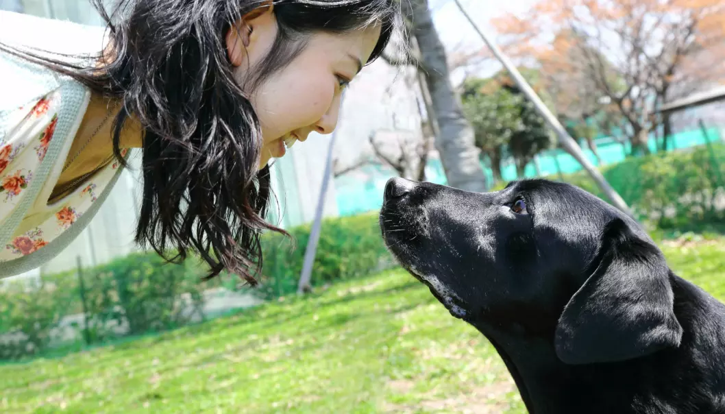 Her ser du Hook, en av hundene i eksperimentet, sammen med en student fra studien. Stirring som dette setter fart i kjærlighetshormoner hos hund og eier. (Foto: Mikako Mikura)