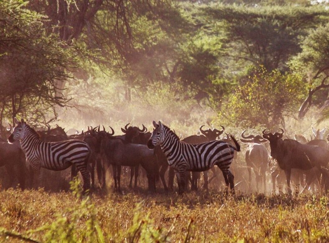 De siste årene har klimaet i Serengeti blitt varmere, tørkeperioden lengre og regnet kraftigere slik at jorda eroderes og vaskes ut. (Foto: Per Harald Olsen, NTNU) De siste årene har klimaet i Serengeti blitt varmere, tørkeperioden lengre og regnet kraftigere slik at jorda eroderes og vaskes ut. (Foto: Per Harald Olsen, NTNU)