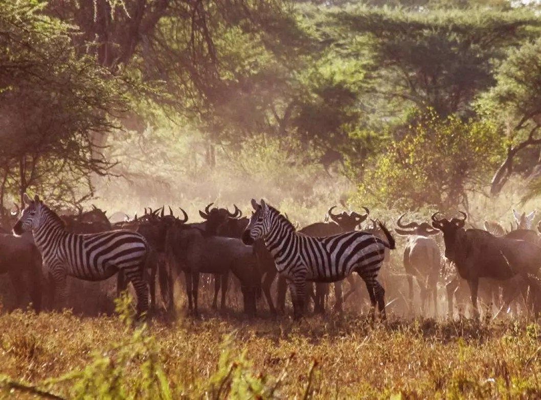 De siste årene har klimaet i Serengeti blitt varmere, tørkeperioden lengre og regnet kraftigere slik at jorda eroderes og vaskes ut. (Foto: Per Harald Olsen, NTNU)