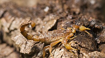 Skorpion ofrer hale og rumpehull under flukt