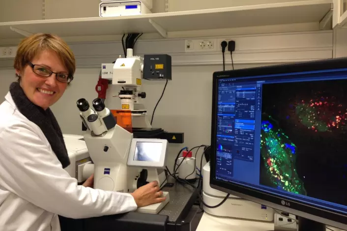Forsker Camilla Raiborg ved konfokalmikroskopet. (Foto: Nina Marie Pedersen)