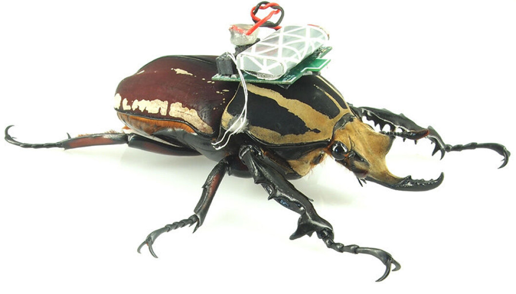 Billene i forsøkene er av den afrikanske typen Mecynorrhina torquata. De er i gjennomsnitt 6 centimeter lange og veier 8 gram – omtrent like mye som en femkronemynt. (Foto: Tat Thang Vo Doan/Hirotaka Sato, NTU Singapore) Billene i forsøkene er av den afrikanske typen Mecynorrhina torquata. De er i gjennomsnitt 6 centimeter lange og veier 8 gram – omtrent like mye som en femkronemynt. (Foto: Tat Thang Vo Doan/Hirotaka Sato, NTU Singapore)