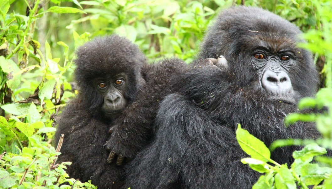Fjellgorillaen har levd svært isolert i små grupper i mange år. Dette har ført til innavl, men ifølge forskning har det ingen umiddelbare negative konsekvenser. (Foto: Colourbox) Fjellgorillaen har levd svært isolert i små grupper i mange år. Dette har ført til innavl, men ifølge forskning har det ingen umiddelbare negative konsekvenser. (Foto: Colourbox)