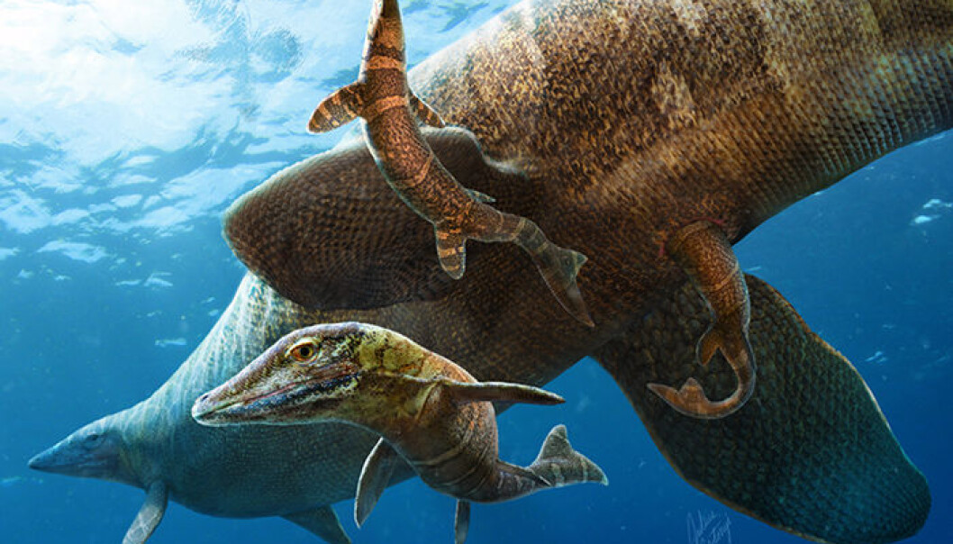 Mosasaur-familie i det fri, slik en kunstner har sett det for seg. Mosasauren kan ha født levende unger, i motsetning til mange andre reptiler. (Bilde: Julius T. Csotonyi) Mosasaur-familie i det fri, slik en kunstner har sett det for seg. Mosasauren kan ha født levende unger, i motsetning til mange andre reptiler. (Bilde: Julius T. Csotonyi)