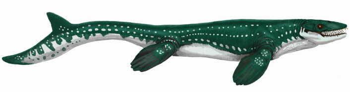 En annen mosasaur-art: Prognathodon saturator. Den kunne bli opp til 13 meter lang. (Foto: (Illustrasjon: Dmitry Bogdanov)) En annen mosasaur-art: Prognathodon saturator. Den kunne bli opp til 13 meter lang. (Foto: (Illustrasjon: Dmitry Bogdanov))