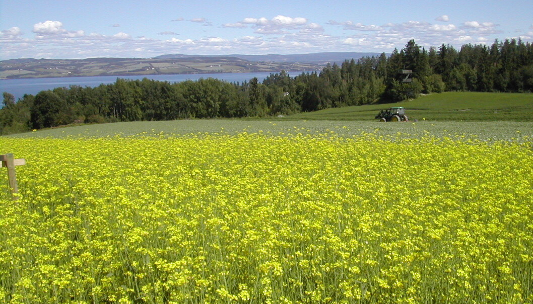 Bønder i Norge dyrker rybs og raps som oljevekster på grunn av de fettrike frøene. (Foto: Unni Abrahamsen, Bioforsk) Bønder i Norge dyrker rybs og raps som oljevekster på grunn av de fettrike frøene. (Foto: Unni Abrahamsen, Bioforsk)