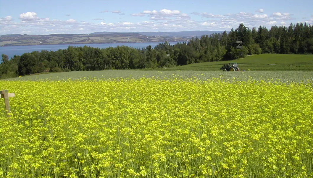 Bønder i Norge dyrker rybs og raps som oljevekster på grunn av de fettrike frøene.  (Foto: Unni Abrahamsen, Bioforsk)