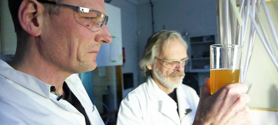 Interessen for norsk øl har aldri vært større, og NTNU har fulgt trenden ved å lage et eget mikrobryggeri i en lab på campus. Her brygges, testes og analyseres ølet ned i minste detalj.  (Foto: Roger Myren, NRK)