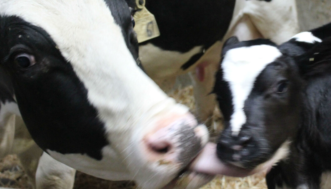 Forsker mener det er viktig at kalven får både melk og kos fra mor de første månedene av livet. (Foto: Fra studien, Julie Føske Johnsen) Forsker mener det er viktig at kalven får både melk og kos fra mor de første månedene av livet. (Foto: Fra studien, Julie Føske Johnsen)