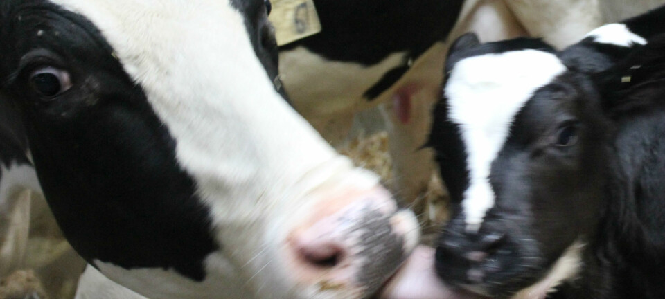 Forsker mener det er viktig at kalven får både melk og kos fra mor de første månedene av livet. (Foto: Fra studien, Julie Føske Johnsen)
