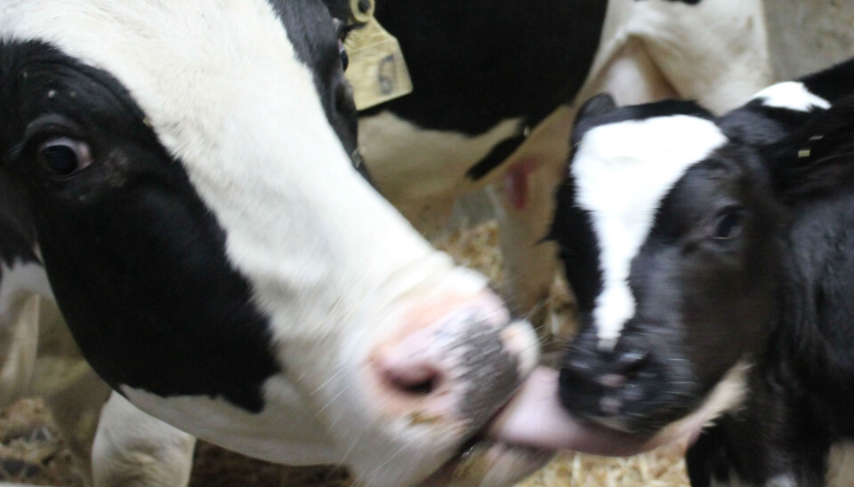 Forsker mener det er viktig at kalven får både melk og kos fra mor de første månedene av livet. (Foto: Fra studien, Julie Føske Johnsen)