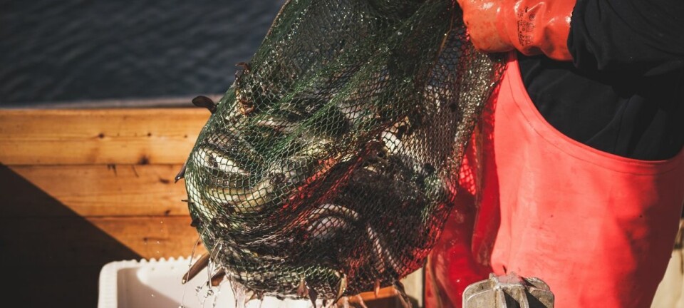 Fiskeværene tjener penger på turistene. Men er det likevel lurt å overføre kvoter fra fiskeri- til reiselivsnæringen?  (Foto:  Shutterstock)