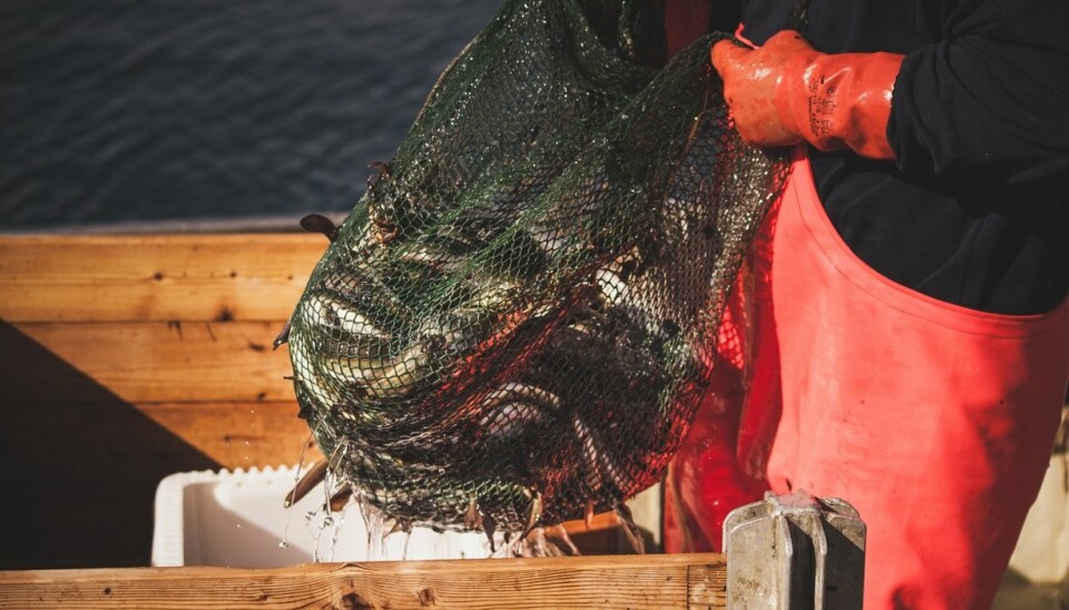 Fiskeværene tjener penger på turistene. Men er det likevel lurt å overføre kvoter fra fiskeri- til reiselivsnæringen?  (Foto:  Shutterstock)
