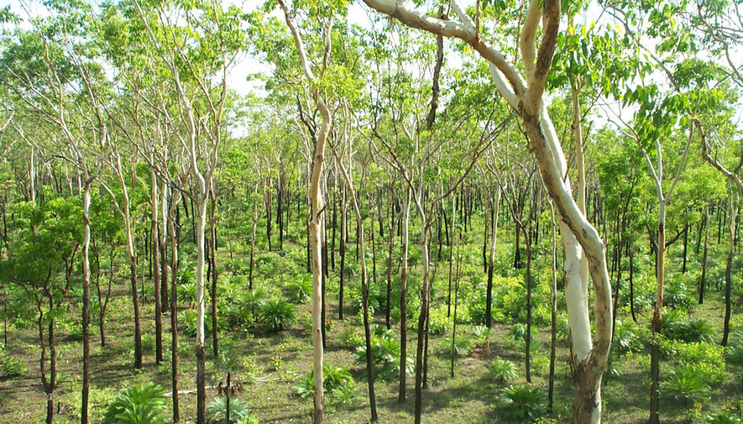 Grønnere savanner i Australia, Sør-Amerika og Afrika har bidratt til å motvirke tap av skog i verden. (Foto: CSIRO Science Images, <a href="http://creativecommons.org/licenses/by/3.0/">Creative Commons</a>.) Grønnere savanner i Australia, Sør-Amerika og Afrika har bidratt til å motvirke tap av skog i verden. (Foto: CSIRO Science Images, <a href="http://creativecommons.org/licenses/by/3.0/">Creative Commons</a>.)