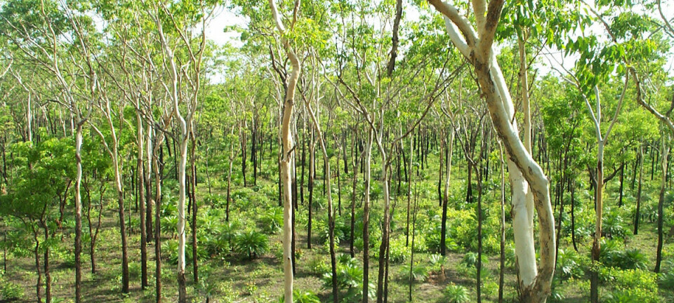 Grønnere savanner i Australia, Sør-Amerika og Afrika har bidratt til å motvirke tap av skog i verden. (Foto: CSIRO Science Images, Creative Commons.)