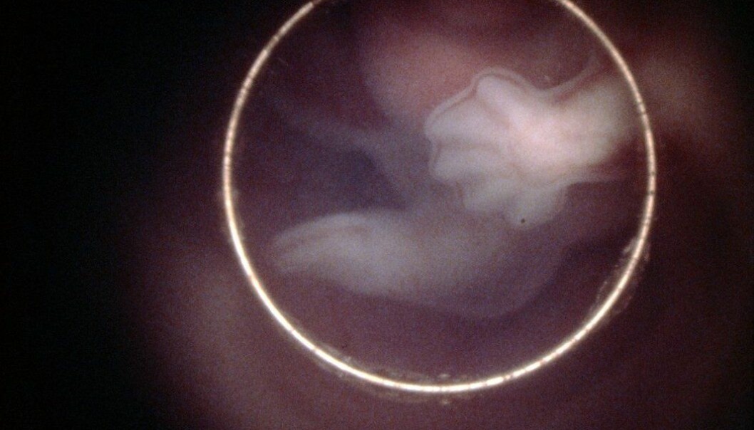 Vil slutte å genmanipulere menneske-embryoer